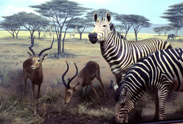 International Wildlife Museum free admission